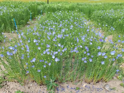 Click for 1 image(s) for this accession.